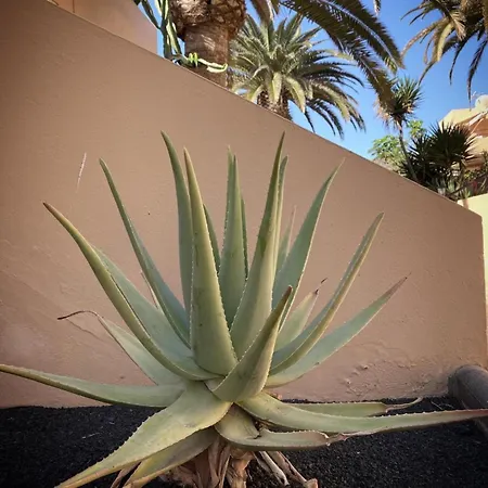 Daire Aloe Corralejo