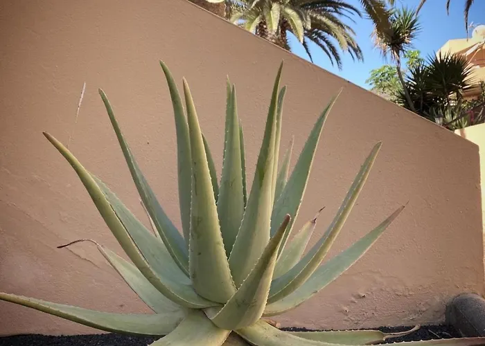 דירה Aloe קורלחו