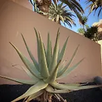Daire Aloe Corralejo